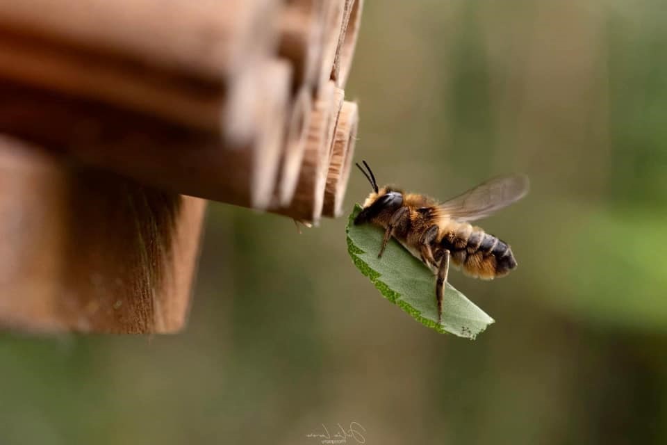 Help us pick a winner 👇🏆 We had over 100 submissions for our next social media banner image so we need your help to decide... Reply: 🌸 for Jonathan Pinnock's bluebells 🦋 for Sean Gillespie's brimstone 🐝 for Julie Levere's leaf cutter bee