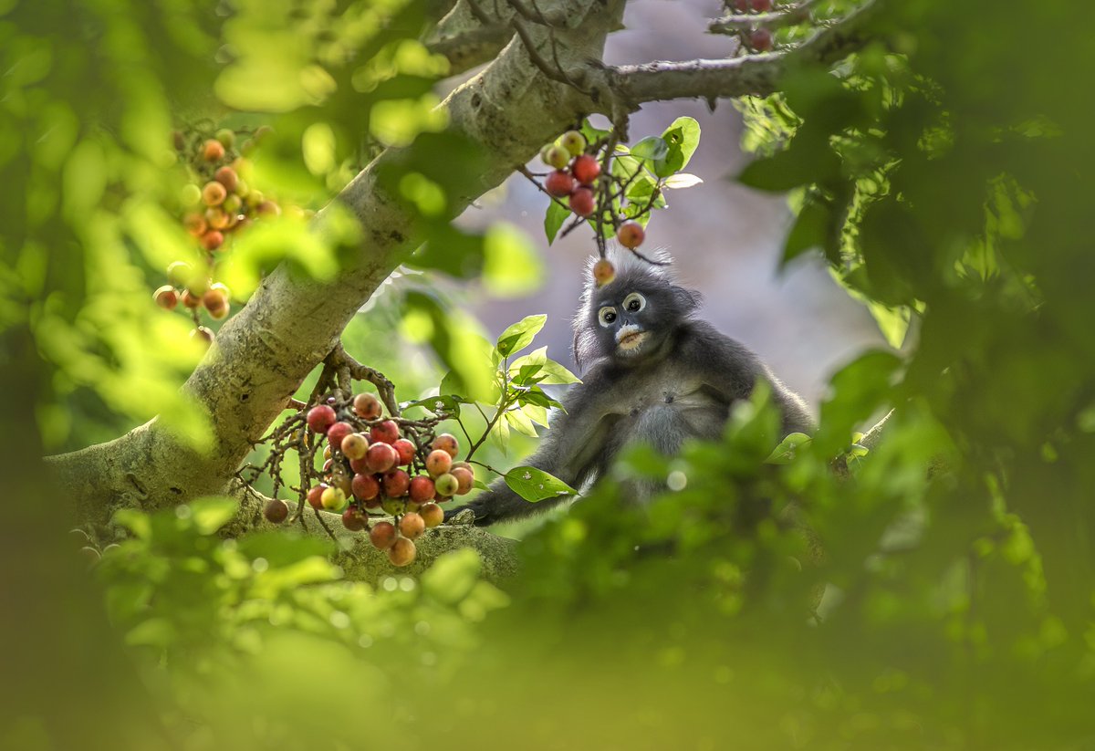 karits.eu/index.php/2024…
#DuskyLeafMonkey #TrachypithecusObscurus #PrimatePhotography #NaturePhotography #WildlifePhotography #NatureLovers #Wildlife #WildlifeAddicts #PrimatesOfInstagram #WildlifeWatching #Nature #Zoology