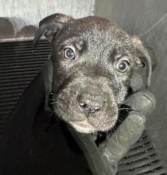 🆘 2 MONTHS #LABRADORRETRIEVER DOG PUPPIES SAGE #A710688 & HARLEY #A710690 ARE BEING KILLED TODAY 4.26 AT SAN ANTONIO ACS #TEXAS ‼️ 🚨Underweight & diarrhea #Foster/#AdoptDontShop 2102074738 📧acsrescue-foster@sanantonio.gov 📧acsadoptions@sanantonio.gov #PledgeForRescue 🙏🏼