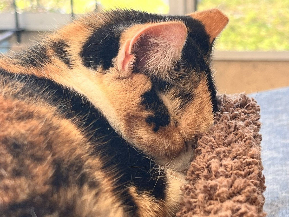 Sanibel: I’m enjoying a nice #FacePlantFriday Nap on the Catico,
🏡💤😹
#CatsOfTwitter 
#Calico 
#RescuedCat 
#Purrs4Peace