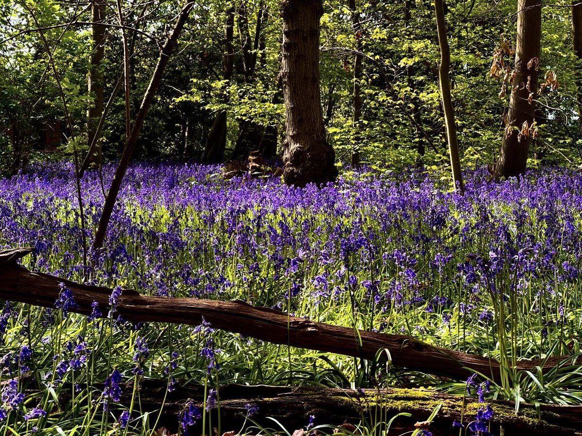 It’s bluebell season……. #gustedhallwoods #rochford #hockley #roachvalleyway #southendonsea #essex #bluebells #spring @FriendsSouthend @VisitSouthend @VisitEssex @ExploreEssex @essexlive