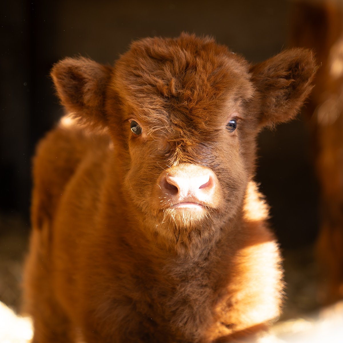 How adorable is Bonnie's fluffy Highland calf?! We're still looking for a name for this little one, so let us know your thoughts! 🐮