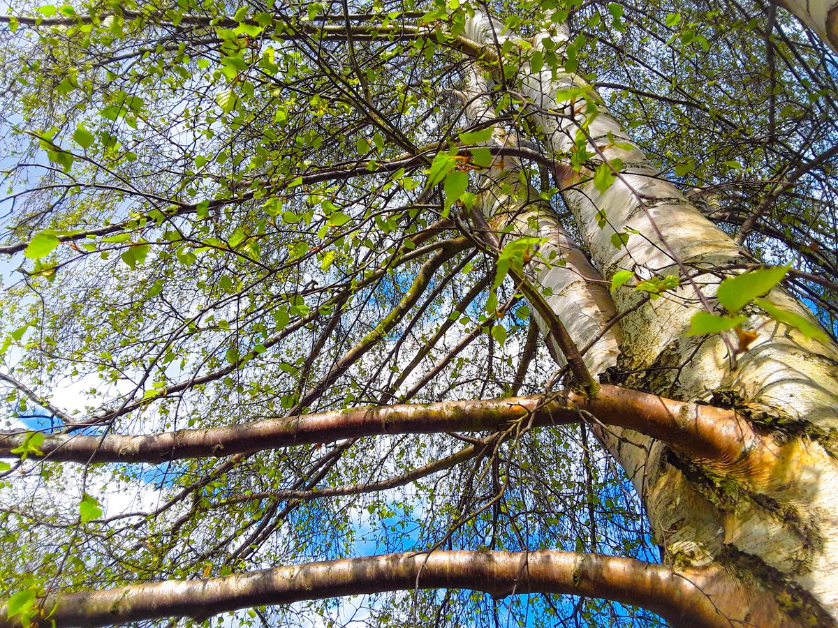 The leaves on our silver birch in the paddock are just starting. This tree is an important part of the paddock as it's good shelter for the animals and for my greenhouse @WeatherAisling @itvanglia #LoveUKWeather #thefens