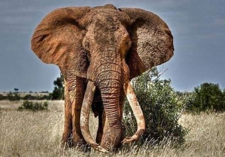 This is total BS

Are we expected to believe a professional hunting guide can’t identify a supertusker?

Most likely he not only knows the individual supertuskers, but  the exact locations where they spend their day, & even their personalities