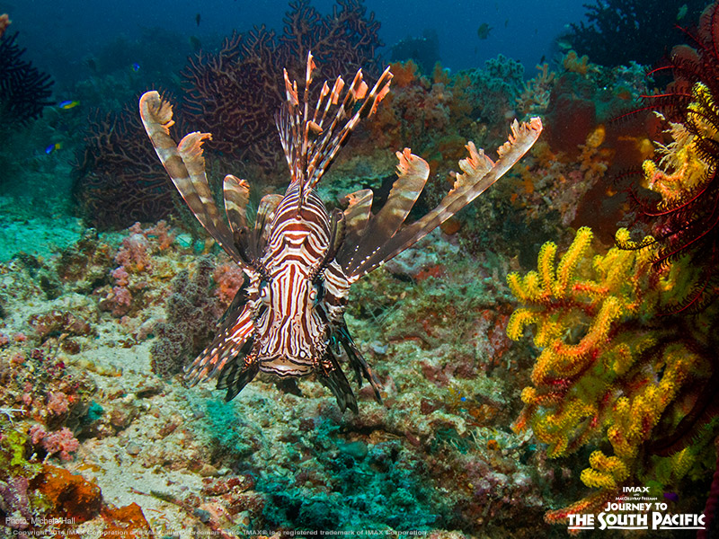 These beautiful, colorful sea creatures are lionfish! Native to the South Pacific, lionfish can be found in Raja Ampat located in West Papua. Learn more about these stunning marine animals in #JourneytotheSouthPacific.