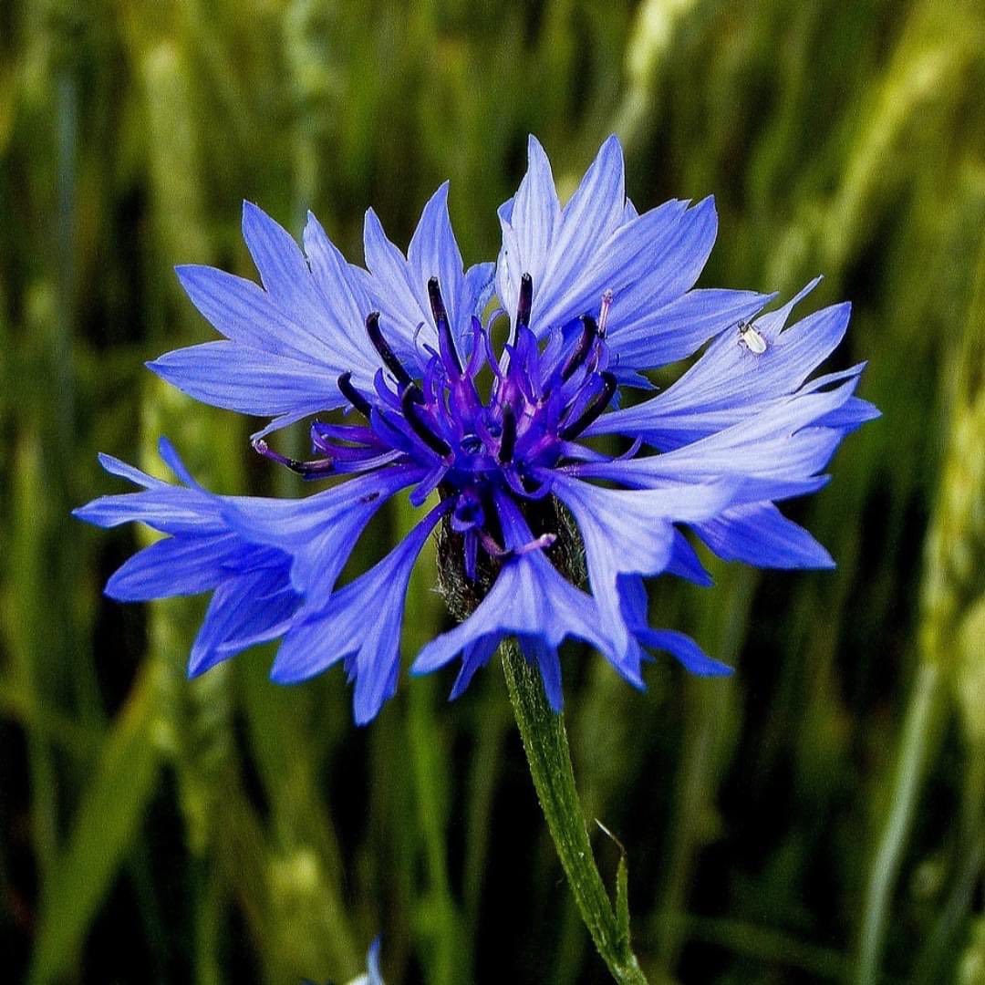 Cornflower (Centaurea cyanus) These pretty blue blooms look gorgeous in a border or pot Bees love them. We love them! seedball.co.uk/product/cornfl…