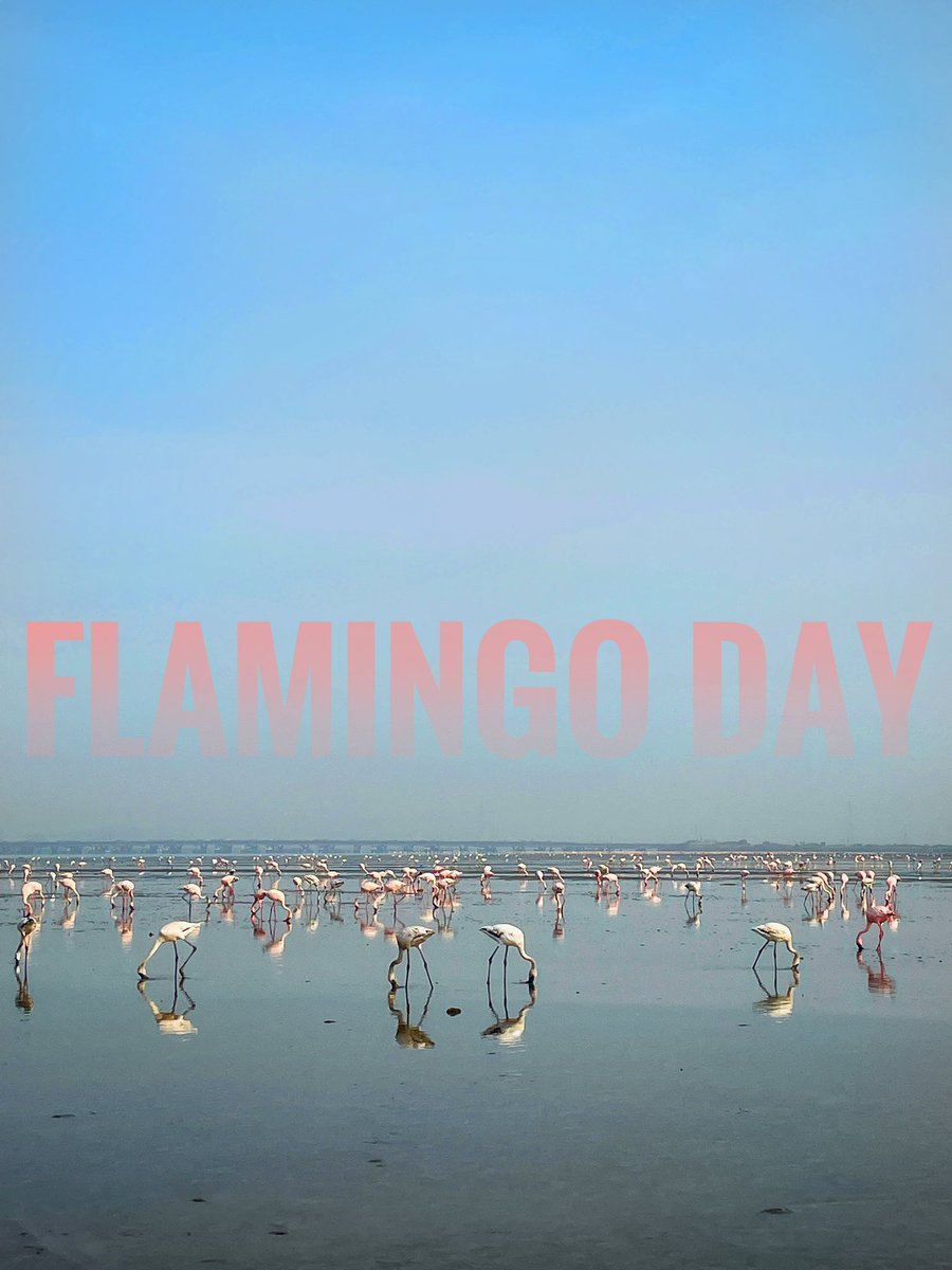 It’s International Flamingo Day! 🦩🦩#pinkday