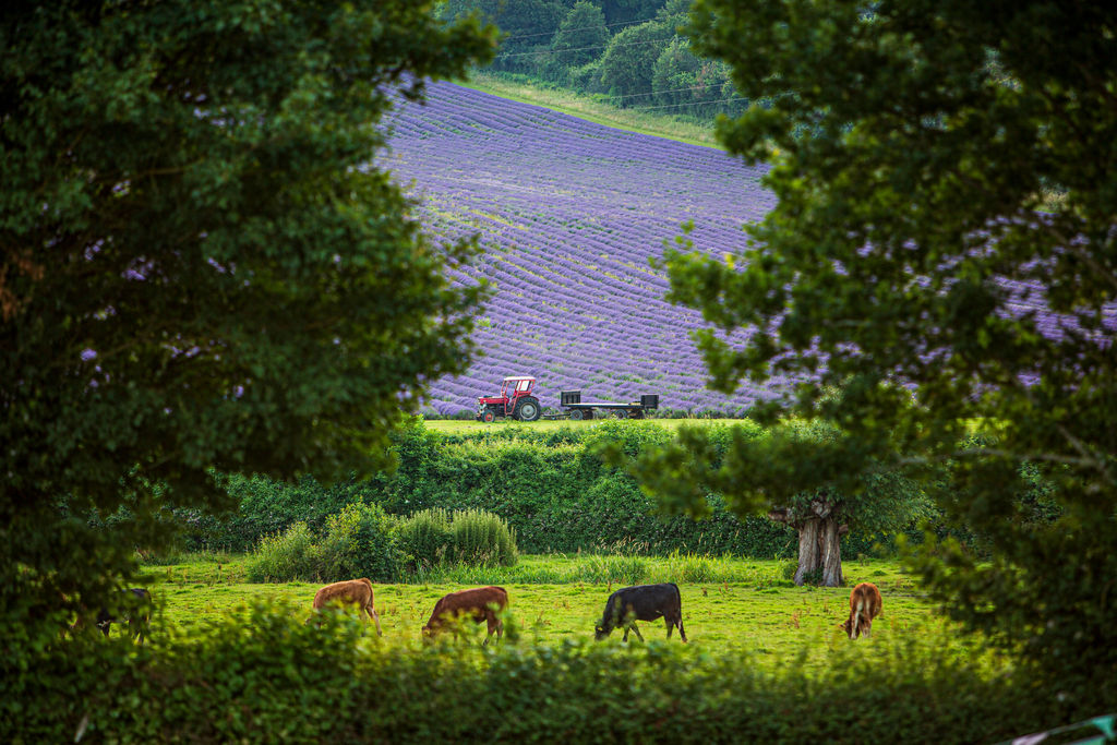 Did you know that Sevenoaks was named among the Best Places to Live in the South East by @thetimes in their 2024 list? 📷: @CastleFarmKent Read the article here: zurl.co/GjUc