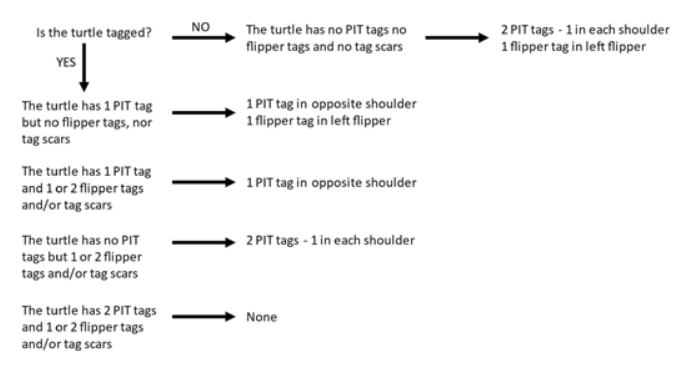 In this Commentary article researchers debate how to reduce the impact on tagging Flatback turtles by using double passive integrated transponder tags instead of flipper tagging. Read the findings here: tinyurl.com/3mu23ydm

#CCB #conservationresearch #journal