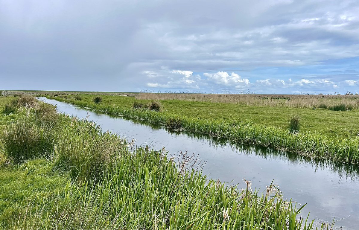 Between showers & bursting with life Lapwing Avocet Redshank Holkham National Nature Reserve Ticking all the boxes