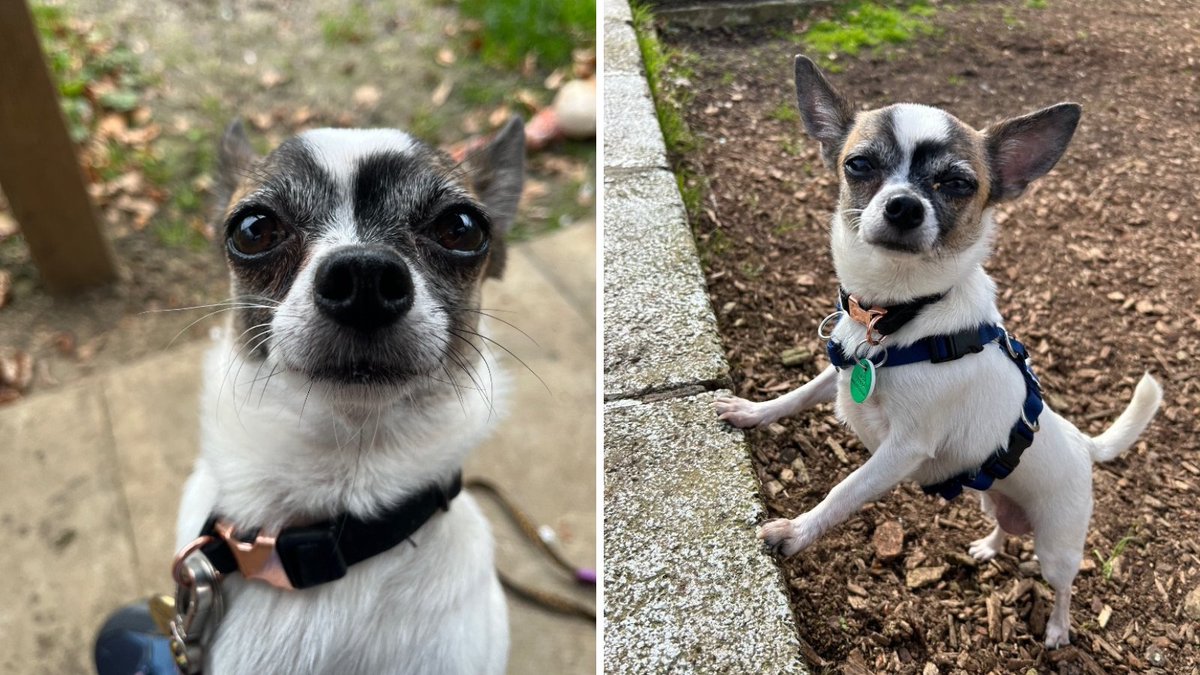 Pint-sized Pixie is a tiny girl with a whole lot of love to give! Weighing in at just under 3kg, it's no wonder she is finding life in kennels a little scary 😨 Could this sweet little lady be your new sidekick? Adopt Pixie from @cotsdogscats: bit.ly/3JE4dpb 🏡