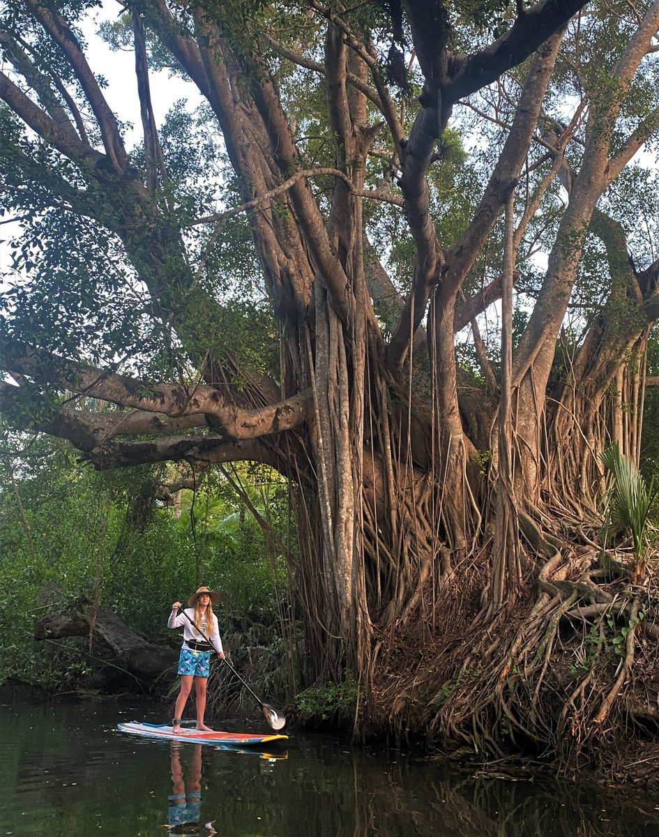 'Paddle on the jungle-like Estero River with my daughter. Koreshan State Park just downstream.' 🙌 #supconnect #sup #paddleboarding 📸: Mike Hammond Share your photos with us for a chance to be featured on our page! Link to the 2024 Photo Contest: supconnect.com/photo-contest-…