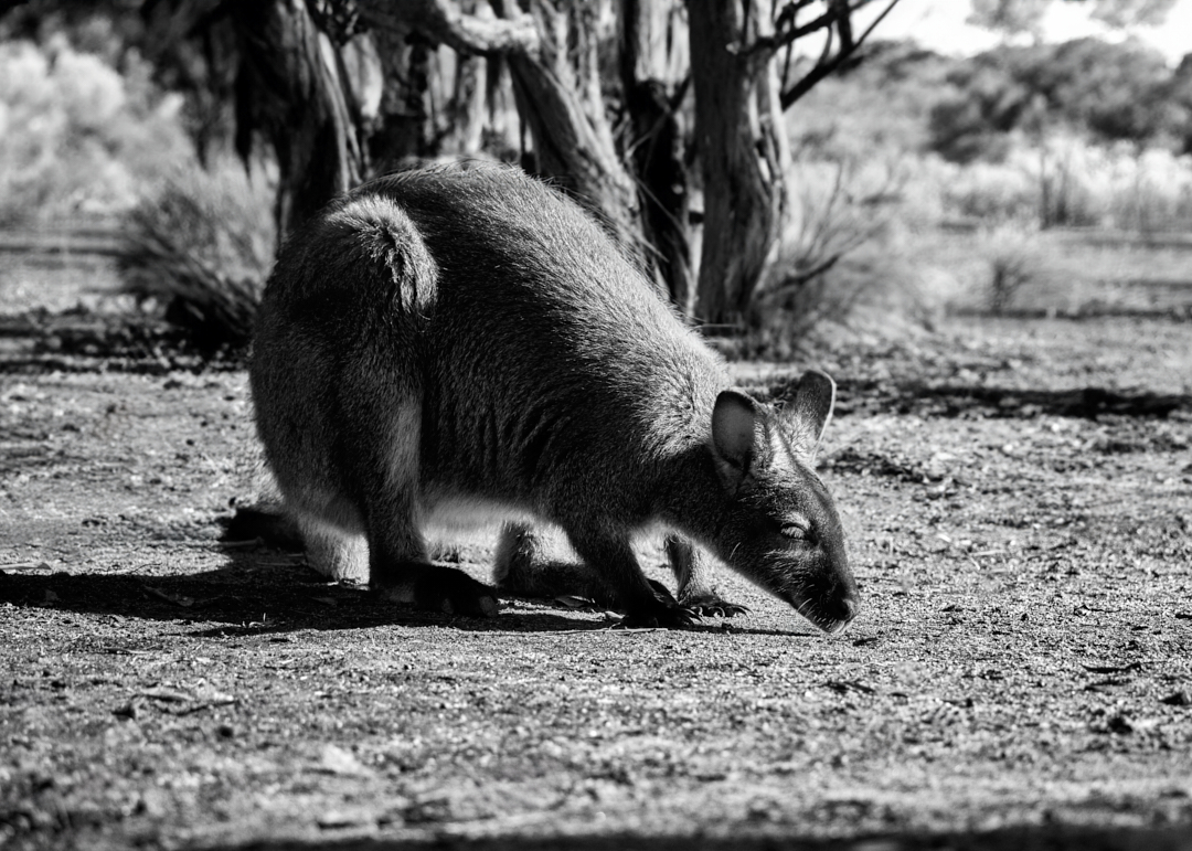 Just sniffing around for something to eat... 
#redneckedwallaby #wallaby #wildlifephotography #photography #appicoftheweek #canonfavpic #captureone