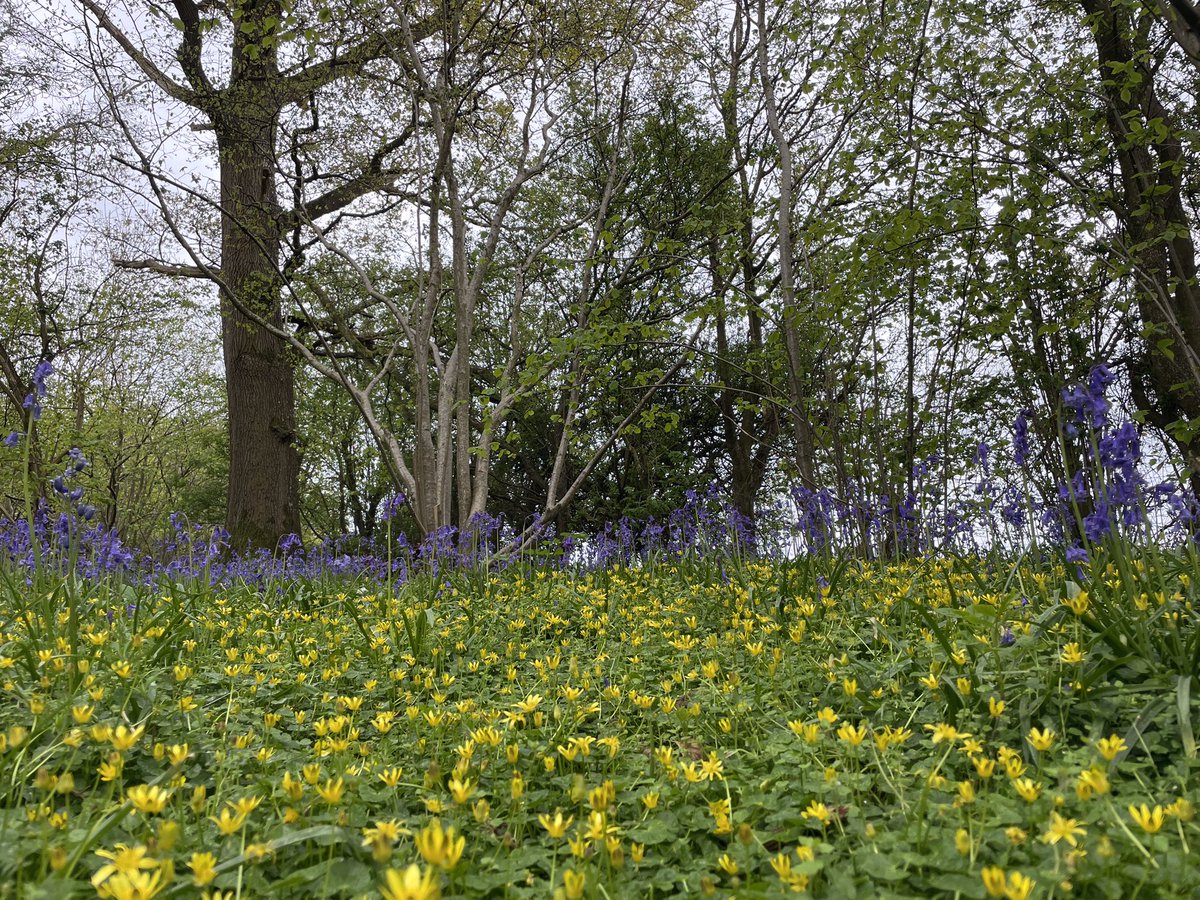 A beautiful island of yellow in a sea of purple. I just love our woodlands in Spring. This patch of Lesser Celandine looks so lovely with the backdrop of Bluebells. @BSBIbotany @wildflower_hour @HantsIWWildlife @WoodlandTrust #woodland #bluebells