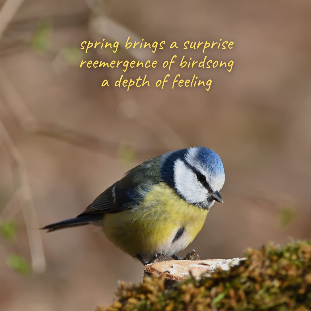 spring brings a surprise
reemergence of birdsong
a depth of feeling

Image by Jürgen (buff.ly/3JtwS0e) from Pixabay

#dailyhaiku #dailypoem #haiku #madewithpixabay #poem #poetry #poetrycommunity #sglit #sgpoetry #singlit #writer #writerslift #writing #writingcommunity