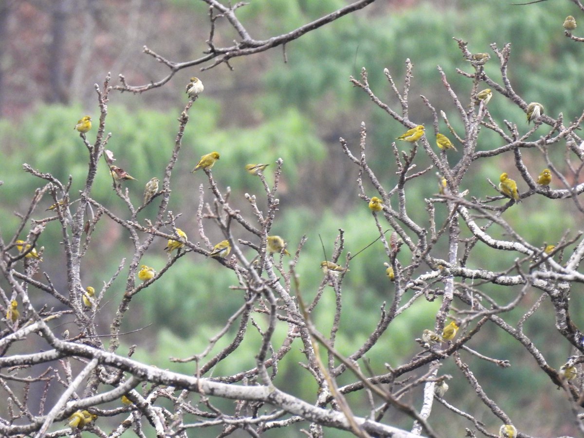 Tibetan Siskin was an unexpected bonus during our time in #ArunachalPradesh. We stumbled upon this sizeable flock near Dirang early one morning. #IndiAves #BirdsSeenIn2024 #India