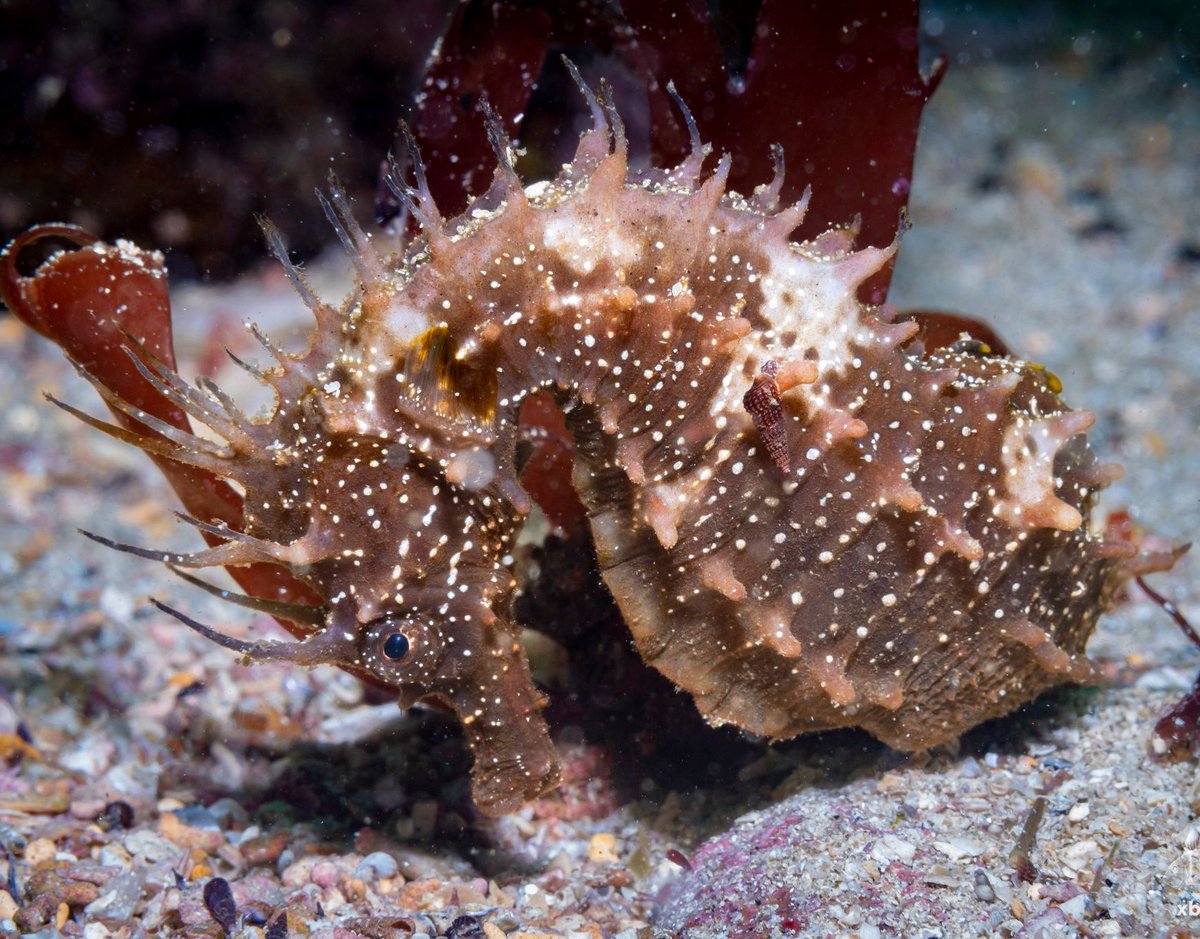 Another weekend... another chance to get in the water! 🌊🤿 If you spot any seahorses, remember to log your sightings on iSeahorse! 🔍 Your observations this month can also contribute to #onemillionactsofscience! See how at scistarter.org/inaturalist 📸 xbeiro on iNaturalist