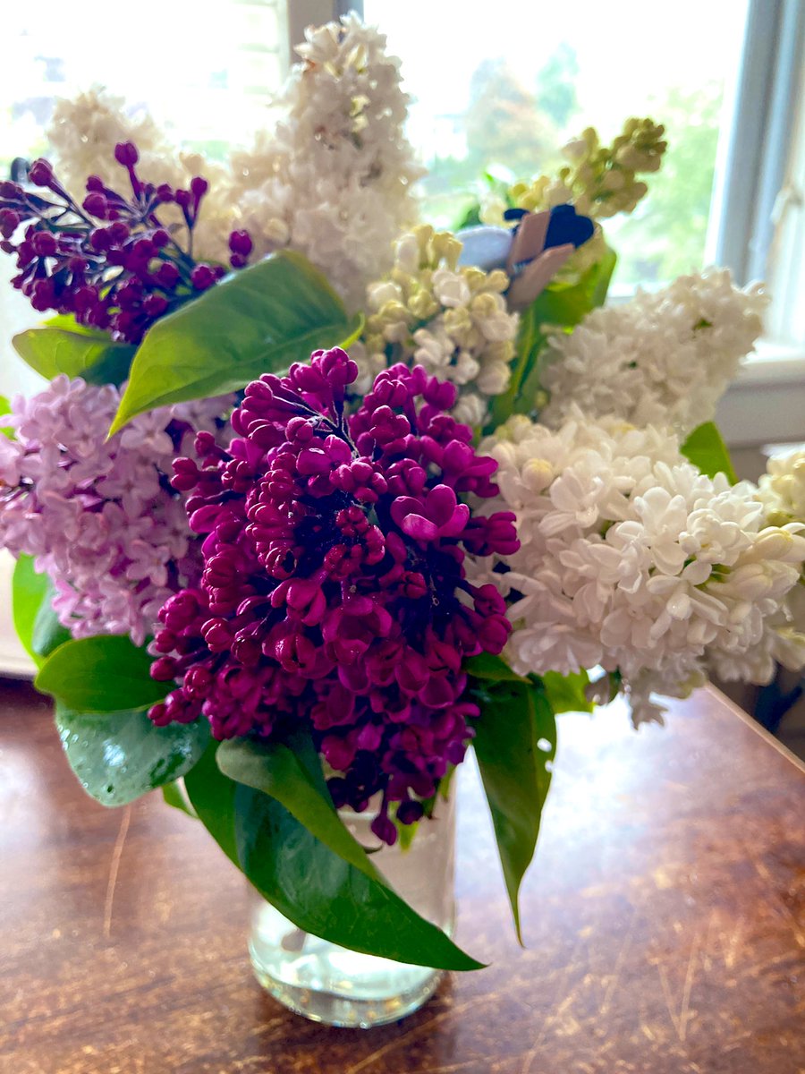 I asked my beautiful James Bay community for a bouquet of lilacs to give me strength. One hour later, found these on my front steps. All three colours like my mother’s garden. #yyj #fuckcancer