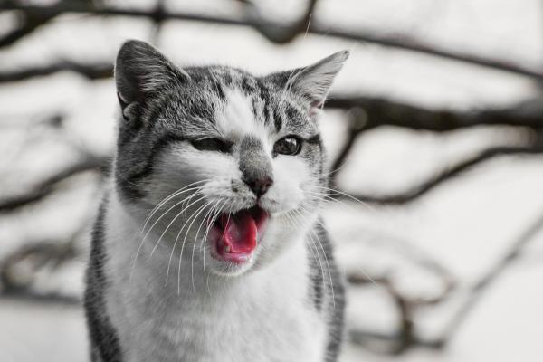 Mi gato maúlla ronco: causas y soluciones soyungato.com/mi-gato-maulla… #razasdegatos