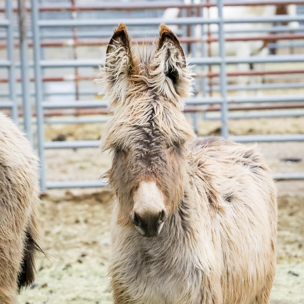 Tomorrow is the day!! You can adopt your own wild horse or burro at the Rock Springs adoption. The event runs from 9-3. See ya there!! blm.gov/announcement/b…