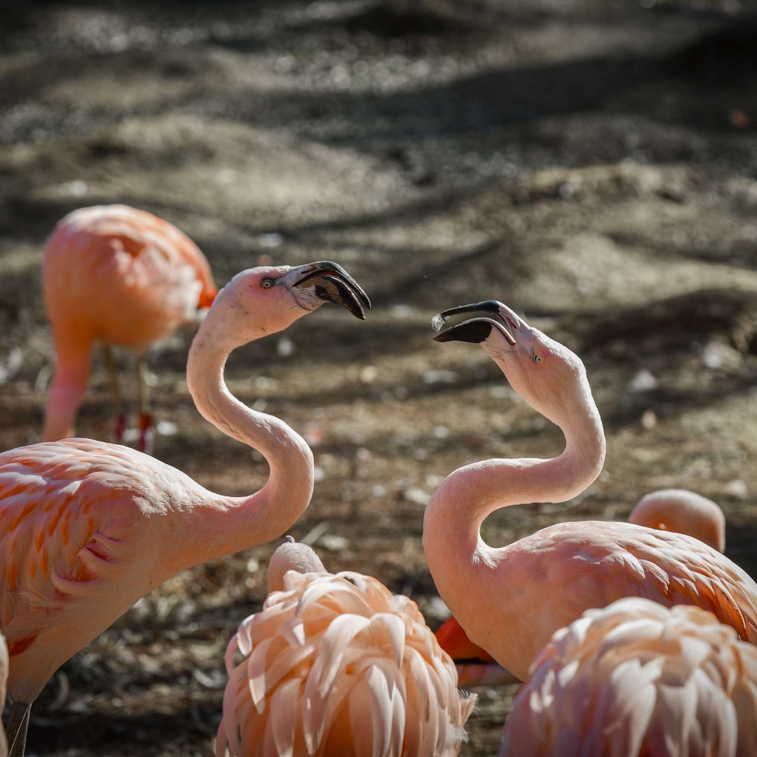 Happy International Flamingo Day! 🦩 Did you know your Louisville Zoo has one of the largest flocks or “flamboyance” in North America? Help care for the animals by becoming a symbolic parent to our Chilean flamingos! louisvillezoo.org/support/animal…