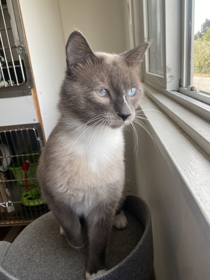 Meet Captain!❤️🐾Captain is everything you could want out of a feline friend. He is a busy bee and will need a home that is able to provide him with lots of play time and enrichment. Learn more about this sweet boy at ow.ly/lEmc50RoHx9 ❤️ #Burnabybc
