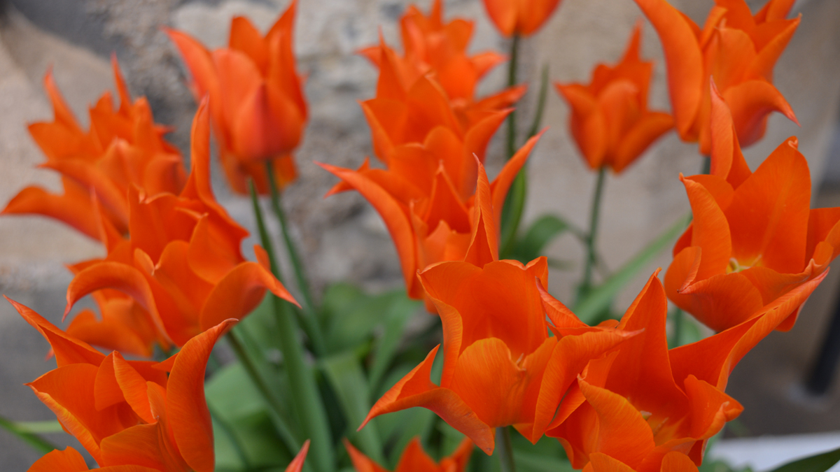 The orange tulips are looking beautiful, I wonder what will be flowering at each of our #OpenGardenEvenings 🌼 To find out more visit: thecharterhouse.org/visit-us/whats… #GardenEvents #GardenInspiration #NatureLovers #OutdoorExperience #OrangeTulips