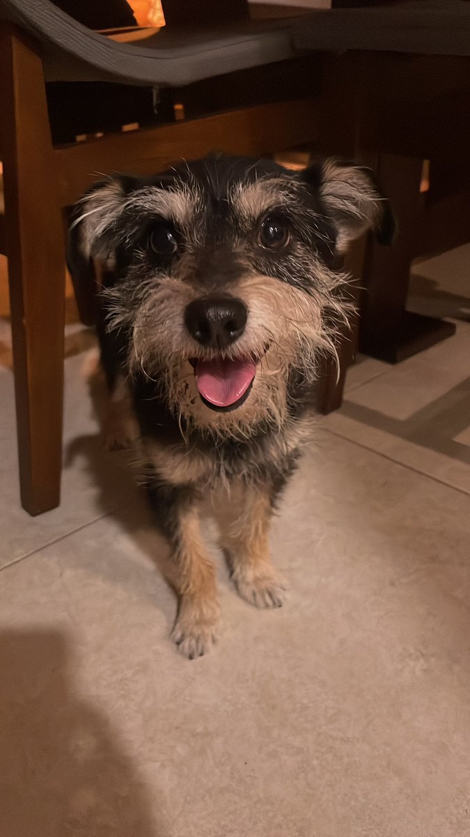 Kchis27's tweet photo. @iztacalconews Son estos perritos le agradeceria mucho compartieran https://t.co/51tbzvy0Gm