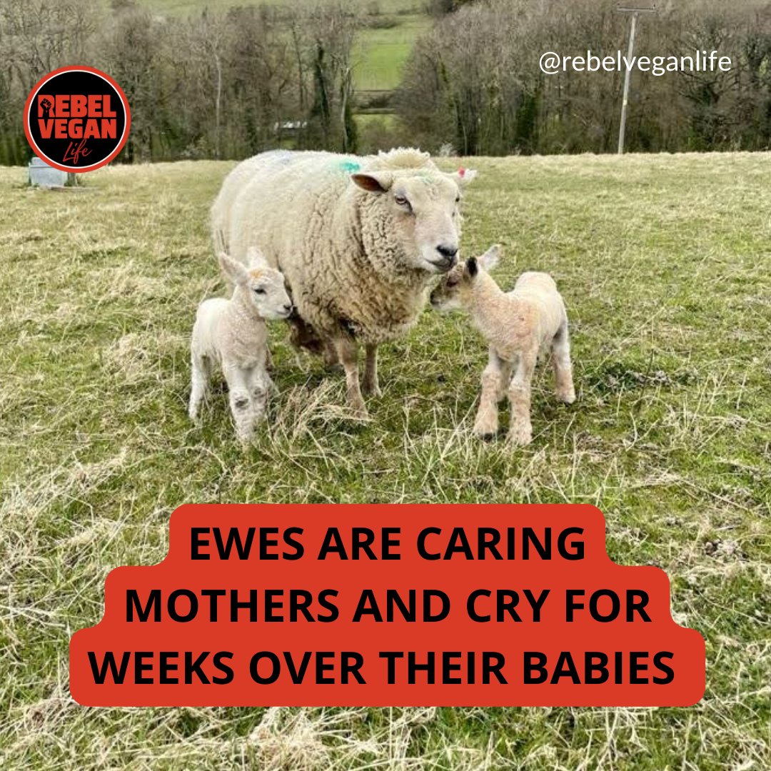 Did you know that lambs are killed between 3-6 months old usually? 

Ewes are really caring mothers and they cry for weeks when their babies are taken away from them! 

#vegan #vegans #govegan #veganactivist