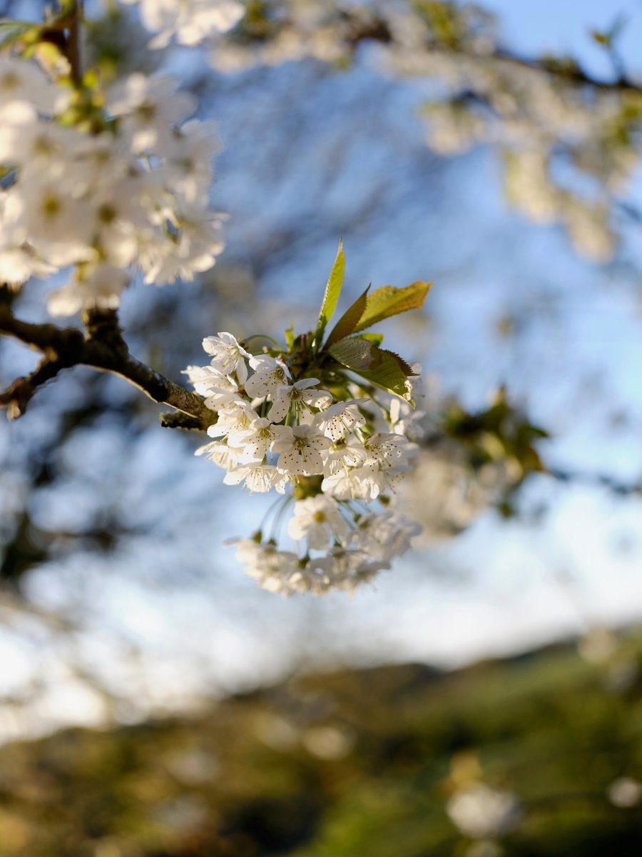 Bringing #BlossomWeek to a close with this beauty at Fyne Court. 📸 Laurence C #BlossomWatch #Somerset