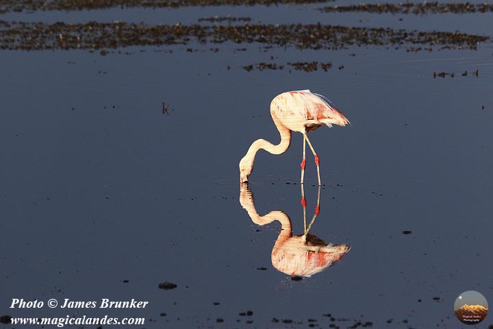 A few #flamingos for International #FlamingoDay, available as #prints and on gifts and for licensing here: james-brunker.pixels.com/featured/flock…
magicalandes.com/-/galleries/wi…
#AYearForArt #BuyIntoArt  #InternationalFlamingoDay #birdwatching #wildlifephotography #BirdTwitter #birds #wildlife #nature