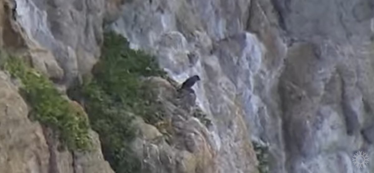 Watching the Blue Rock-Thrush on the livestream for SE Farallon Island rn is honestly one of the coolest birds I’ve ever seen virtually…youtube.com/live/fHb0eB9RU…