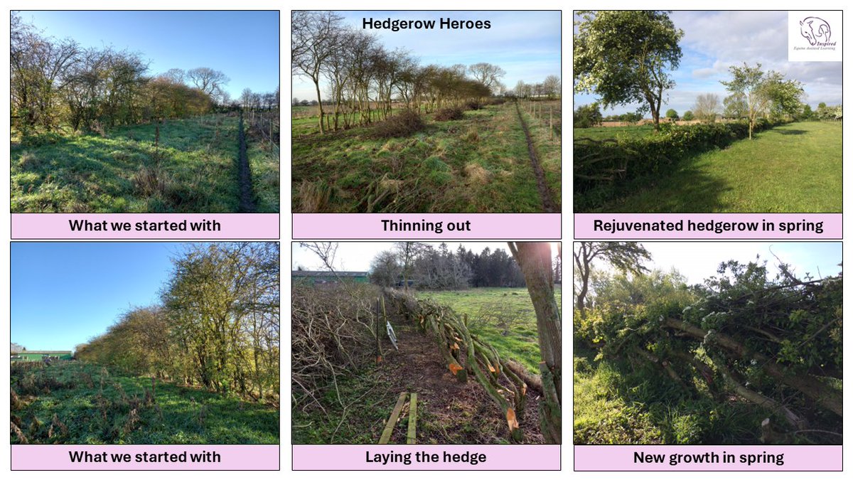 Very happy with the results of our Hedgerows Heroes project at producing an equine-proof barrier. #conservation #equinetherapy #traditionalskills #workingwithnature #lincsconnect