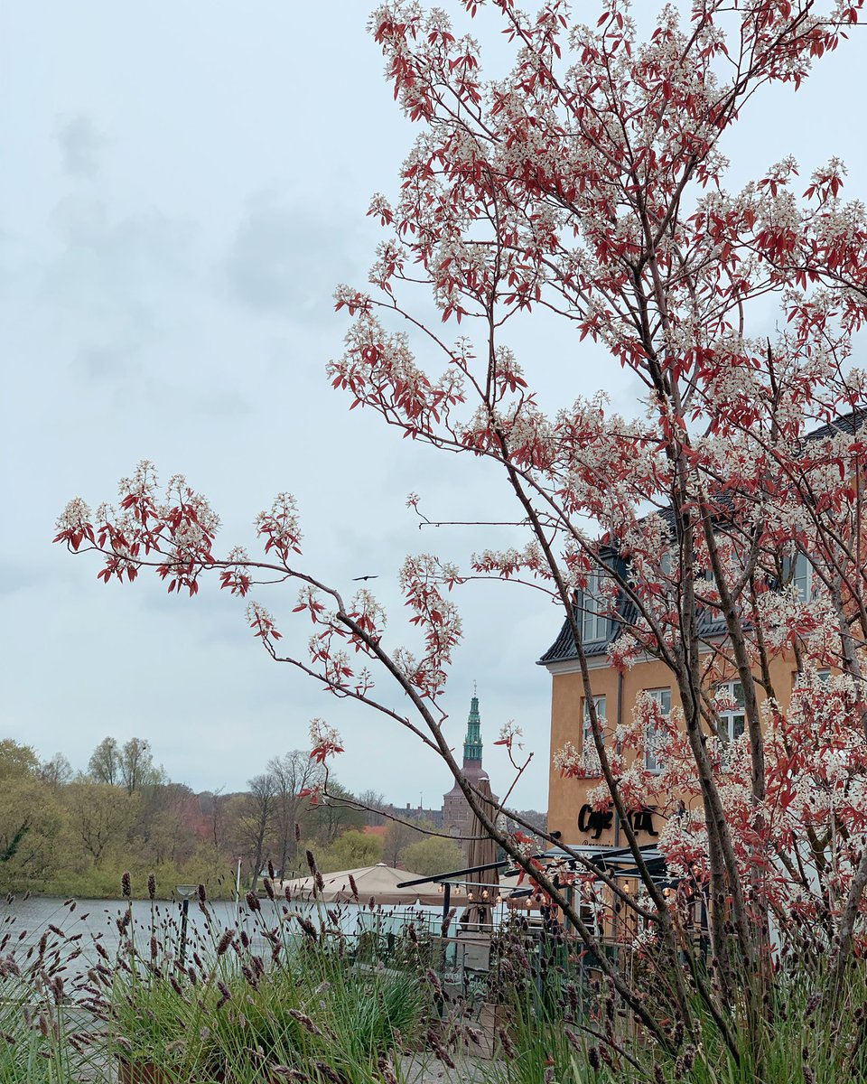 It was raining, but I had to stop and capture this beautiful shot of the castle in Hillerød and these flowers that were just perfect where they were 😁😍

#hillerød #frederiksborgslot #frederiksborgcastle #denmark #beautiful #amazing #shotoftheday #capturethemoment