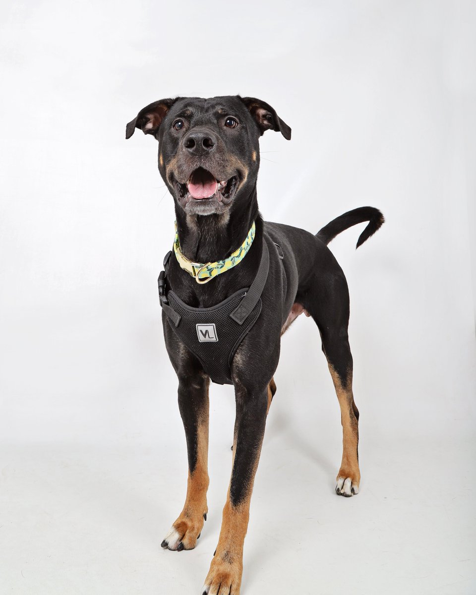 Looking to add a total baller to your household? Then Jesse is your guy! 🎾 3-year-old Jesse is a super chill guy with manners *and* spirit! 🐾 Come meet the Mountain America Credit Union Pet of the Week today in Dawgville, or find more information at utahhumane.org/adopt 💜