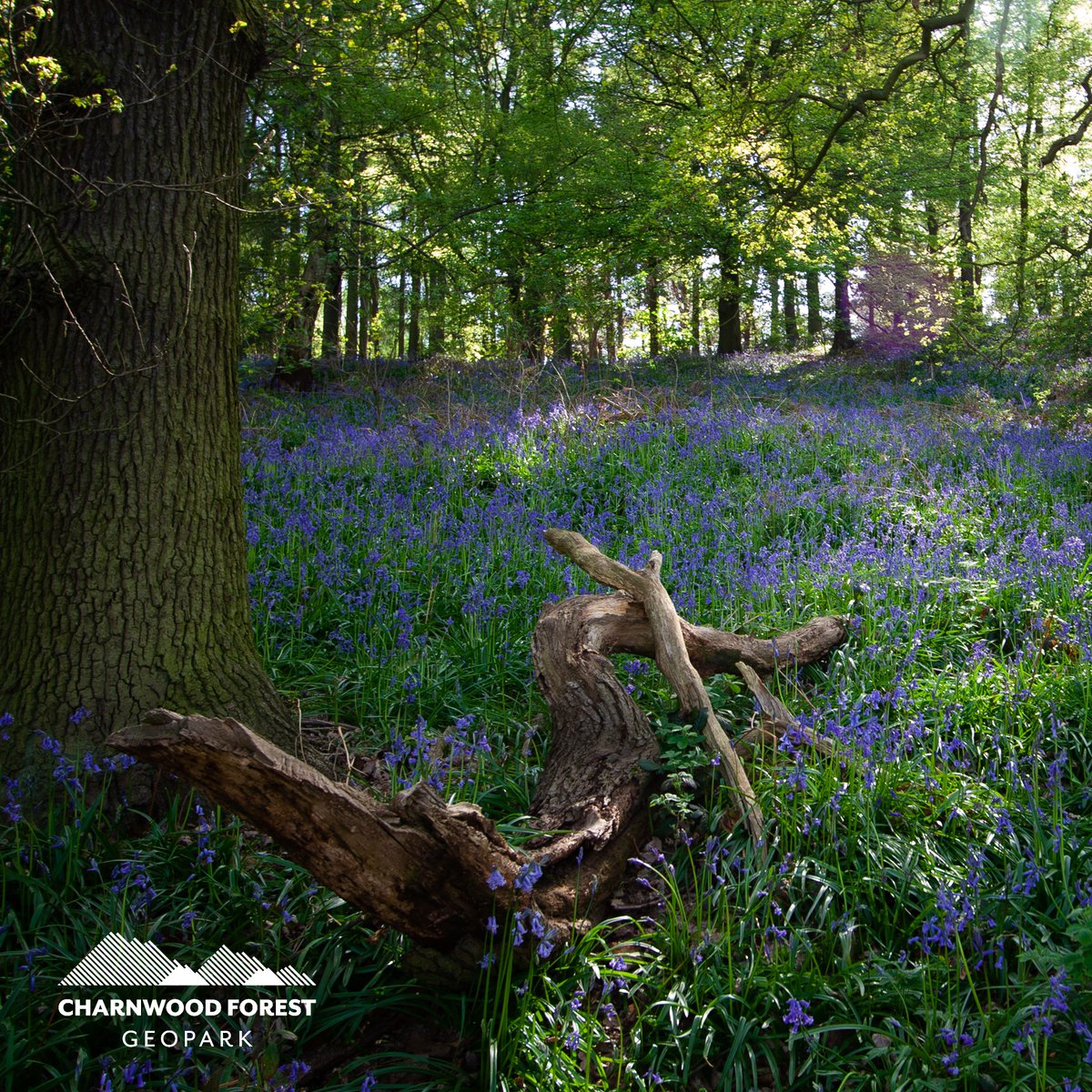 💜 Have you seen the bluebells of Charnwood Forest yet? 🐜 Did you know, ants help to spread the seeds of bluebells!