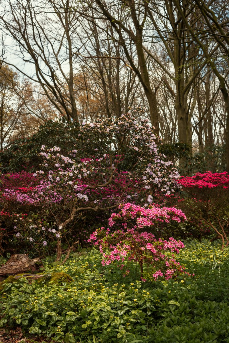 Ray Wood is in full bloom🌸 Ray Wood, the ornamental woodland in Castle Howard’s Grounds, is in full flower, with a rhododendron collection that must be seen to be believed. Take a walk this weekend and enjoy the colour palette of pinks, reds, and peaches. 📷 Carole Poirot