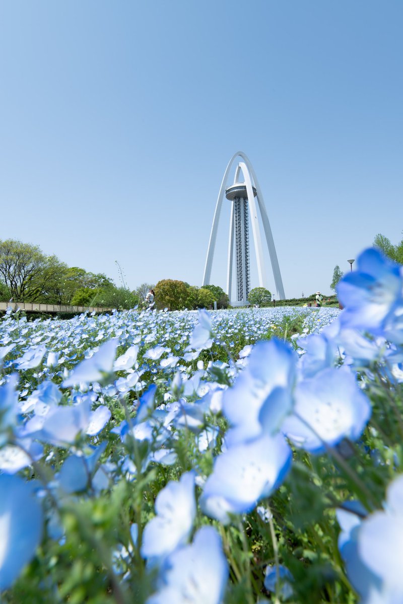 mcpork7's tweet photo. 138タワーとネモフィラ

Camera: Nikon Zf
Adapter:FTZⅡ
Lens: TAMRON SP 15-30mm F/2.8 G2

#ニコン #zf
#138タワー #一宮 https://t.co/E2uv3SQ6LI
