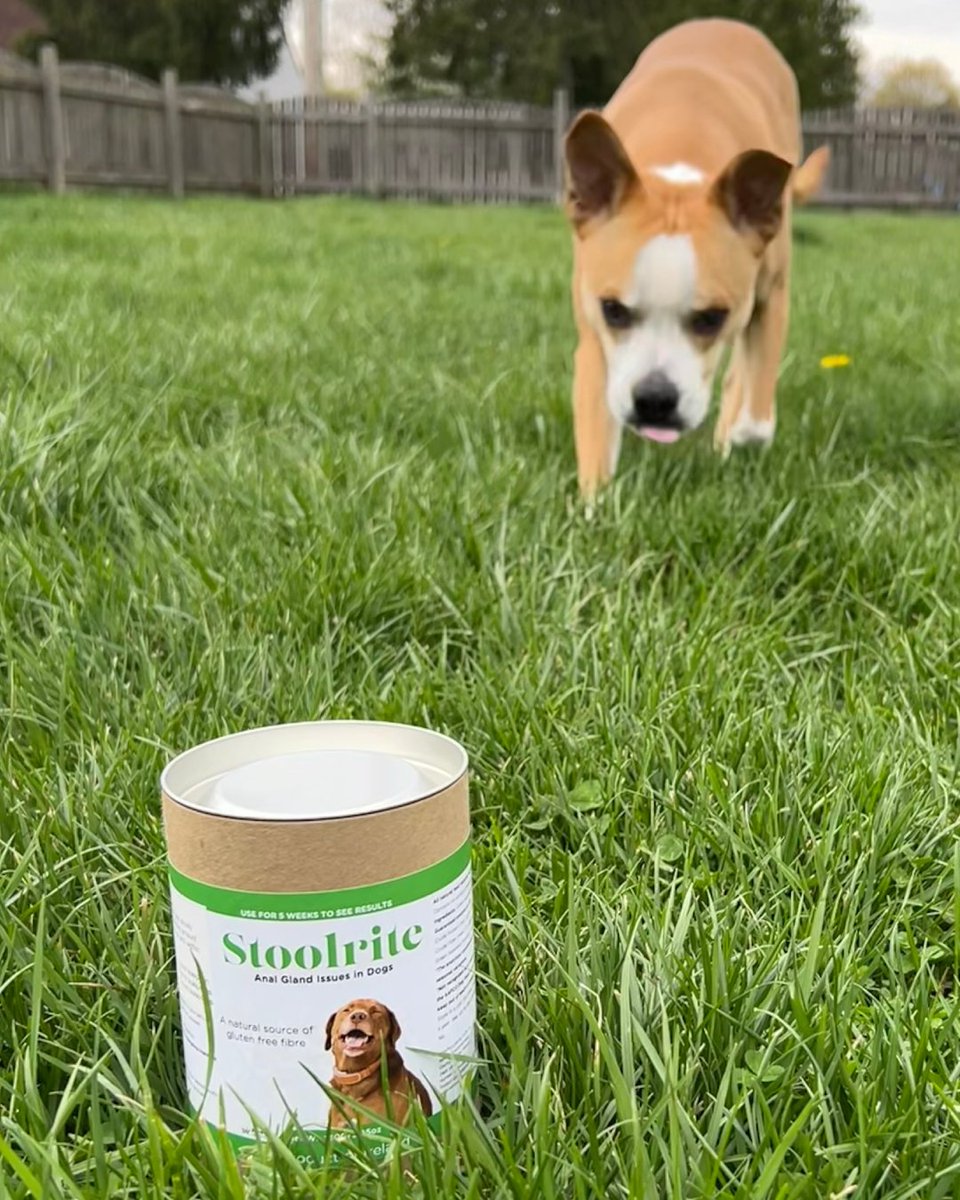 Chase the play, not the discomfort! 🐾 StoolRite helps your pup stay active and happy with natural anal gland support. #HappyDog #HealthyDog #Stoolrite #SeaweedForDogs

Love the pic @billy_and_hachi <3