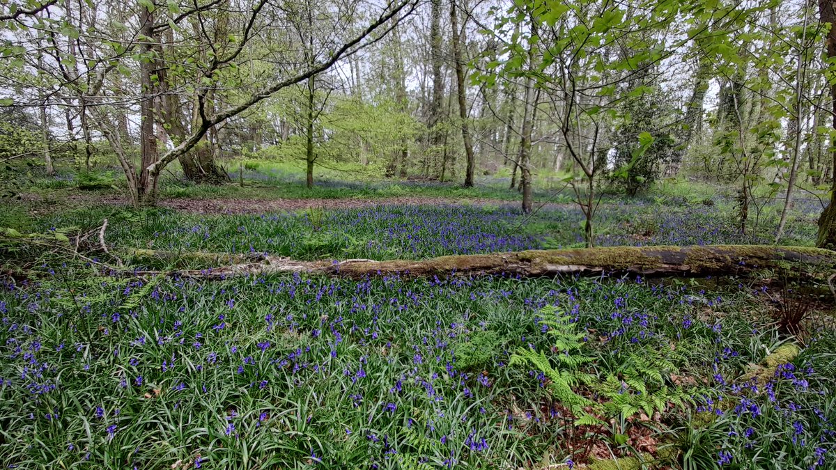 The bluebells are looking beautiful @BryngarwPark today #countrypark #Bridgend #Wales