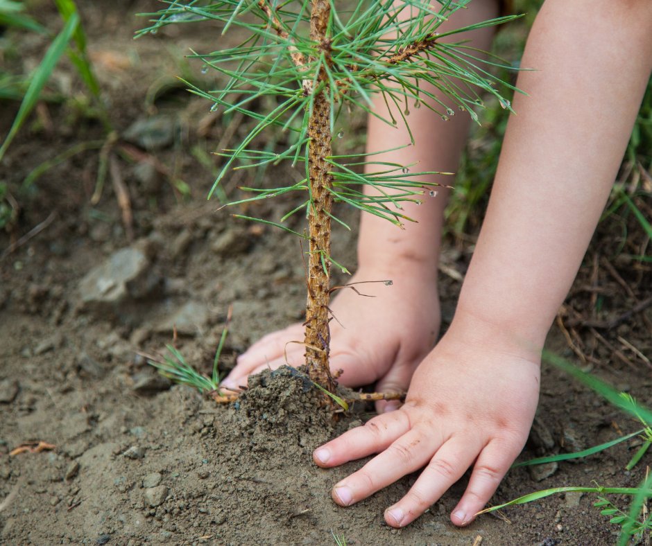 Did you know that the last Friday of April is Arbor Day? 🌳 Go plant a tree to celebrate!

#NorthshoreServicePlumbers #ArborDay #Arbor #Trees #TreeLove #HappyArborDay #TreeDay #WaukeganIL