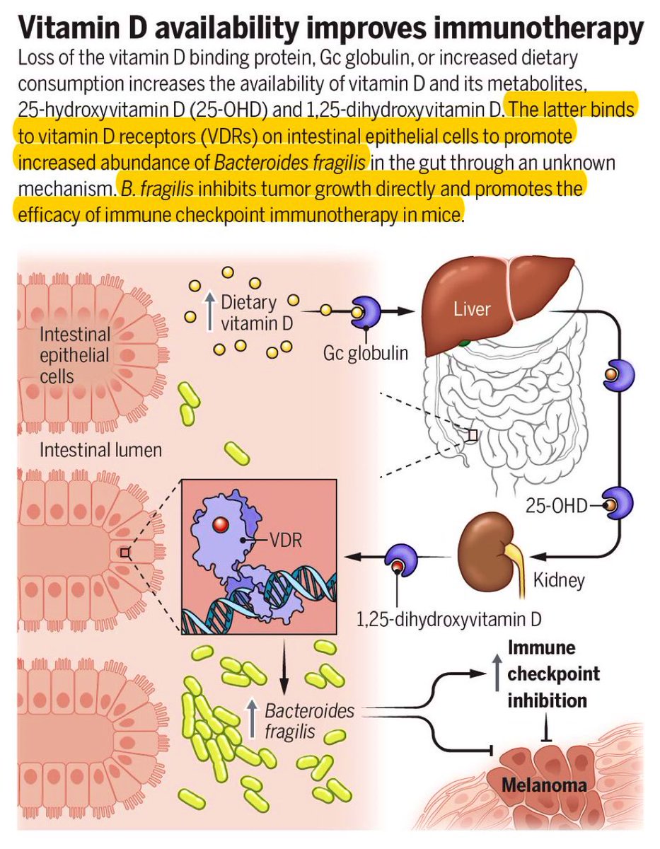 🙋‍♂️Vitamin D appears to promote the immune response to cancer & the success of immunotherapy

🔎 Now a mechanism is identified involving gut #microbiome interactions
science.org/doi/10.1126/sc…
science.org/doi/10.1126/sc…
@ScienceMagazine 
#VitaminD #FOAMed  #NutritionMatters 
H/T…