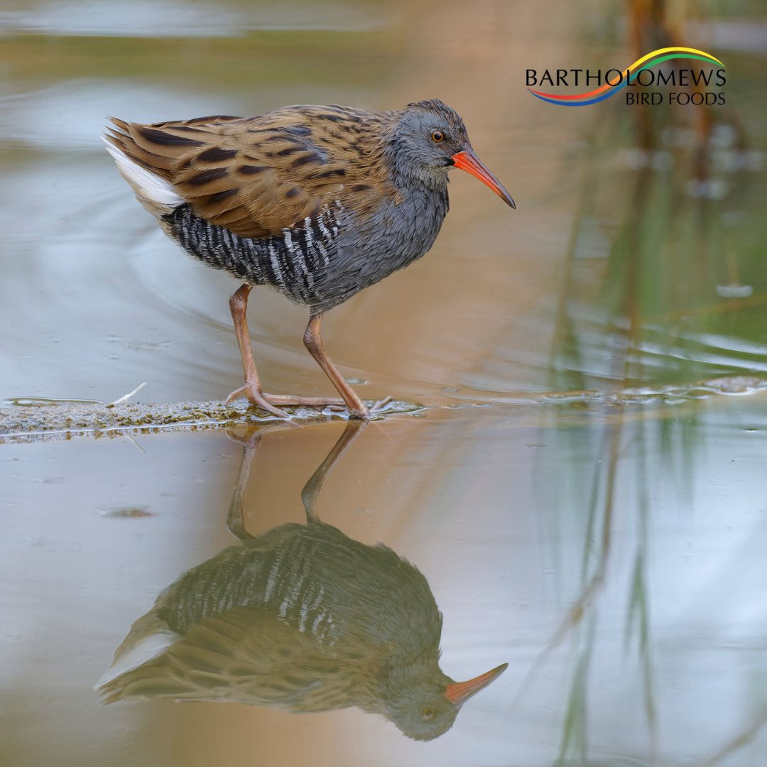 Daily avian feature: Water Rail

A member of the crake family, the Water Rail, with its long red bill and black-and-white striped sides, favour the lush dense vegetation associated with waterbodies and wet ground.