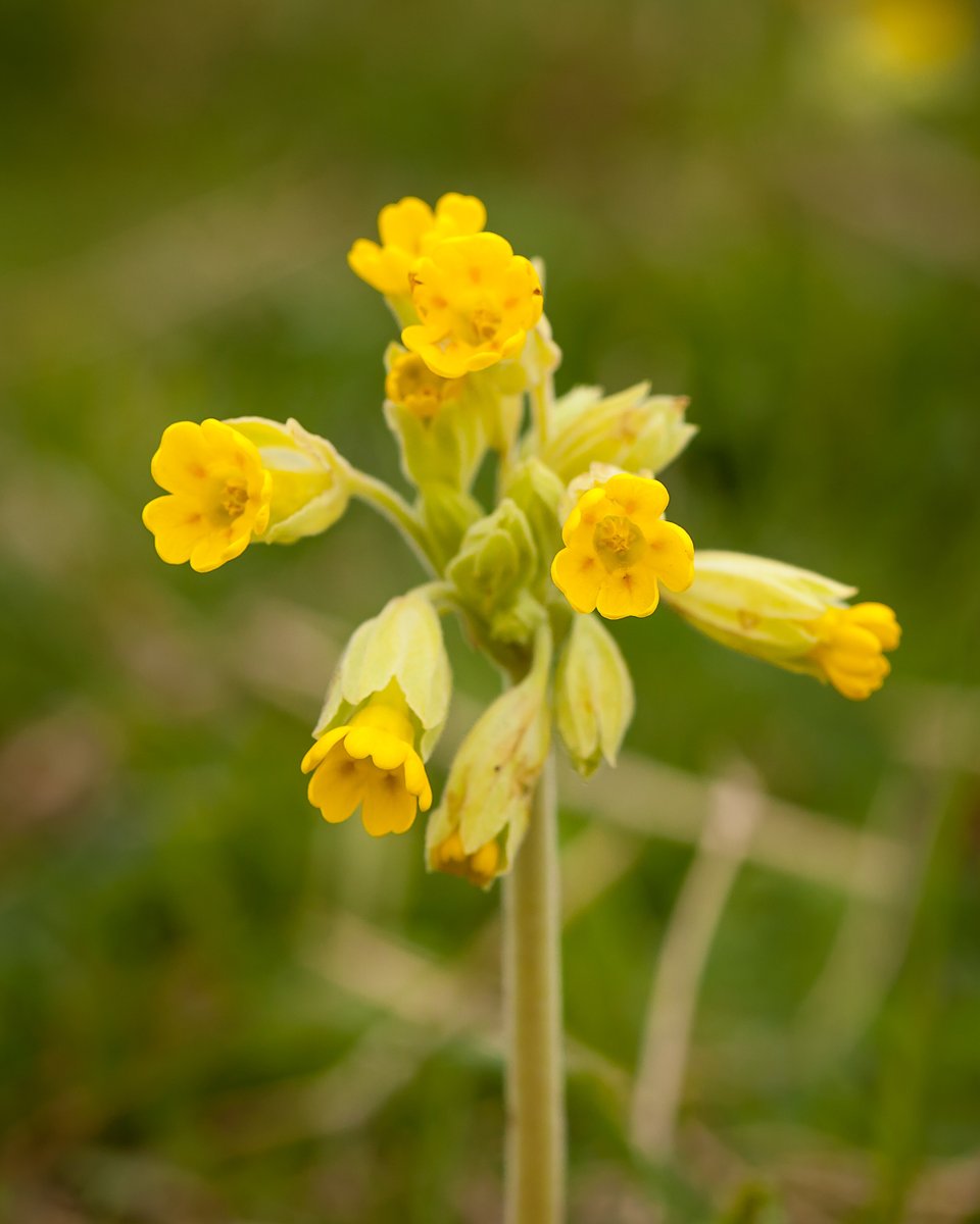 Reg's Wildflower Meadow is in all its Cowslip glory. A real sight to behold. Come and visit this weekend to see it. It's truly gorgeous.