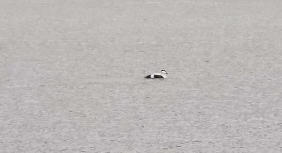 .@KerryBirdNews male eider at back of the Tankard bar, the Spá. (close in...photos taken with phone)