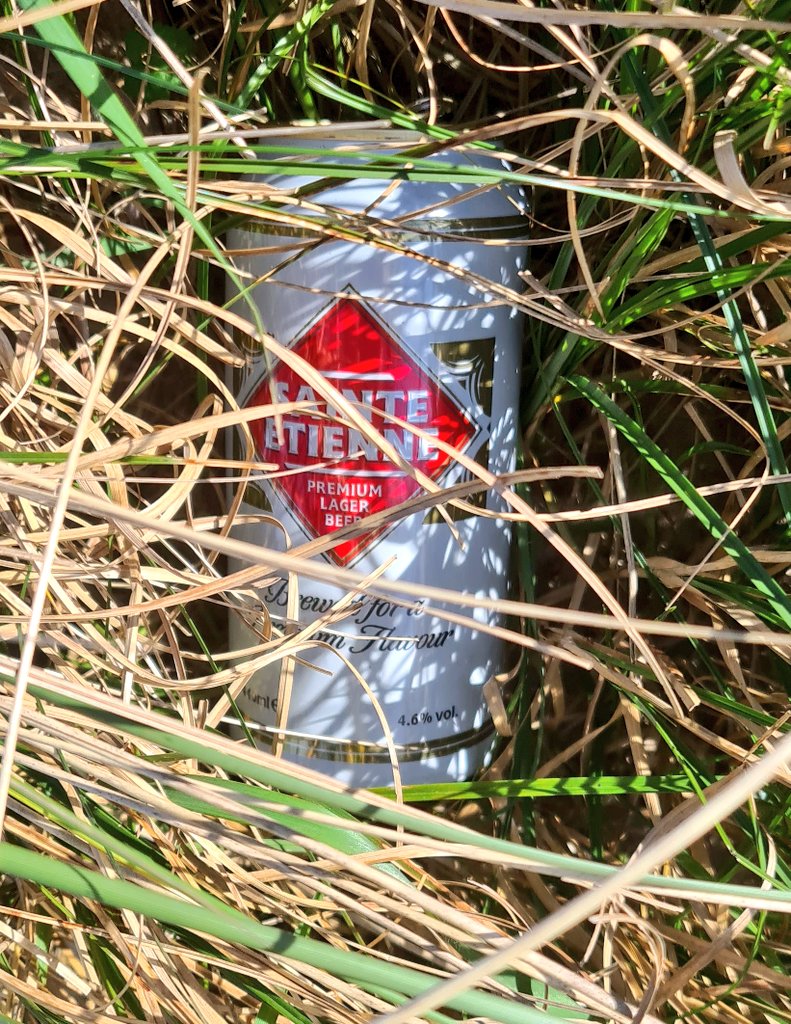 Some thirsty walker disposed of refreshing beverage in the  marram grass for me to find 🍺 #cans 🥴
@KeepBritainTidy
#SeatonSluice