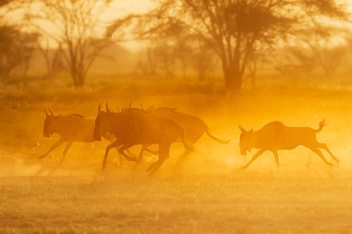 | Morning chaos... |
| Wildebeests in Kenya... |
#Wildebeests #Kenya #Lentorre #ketanvikamsey #KVKliks #EarthCapture #BBCEarth #NatgeoIndia #nationalgeographic #BBCWildlifePOTD #YourShotPhotographer #NatgeoYourShot #NGPhotographerchallenge #Christina_Shorter #Kristen_McNicholas