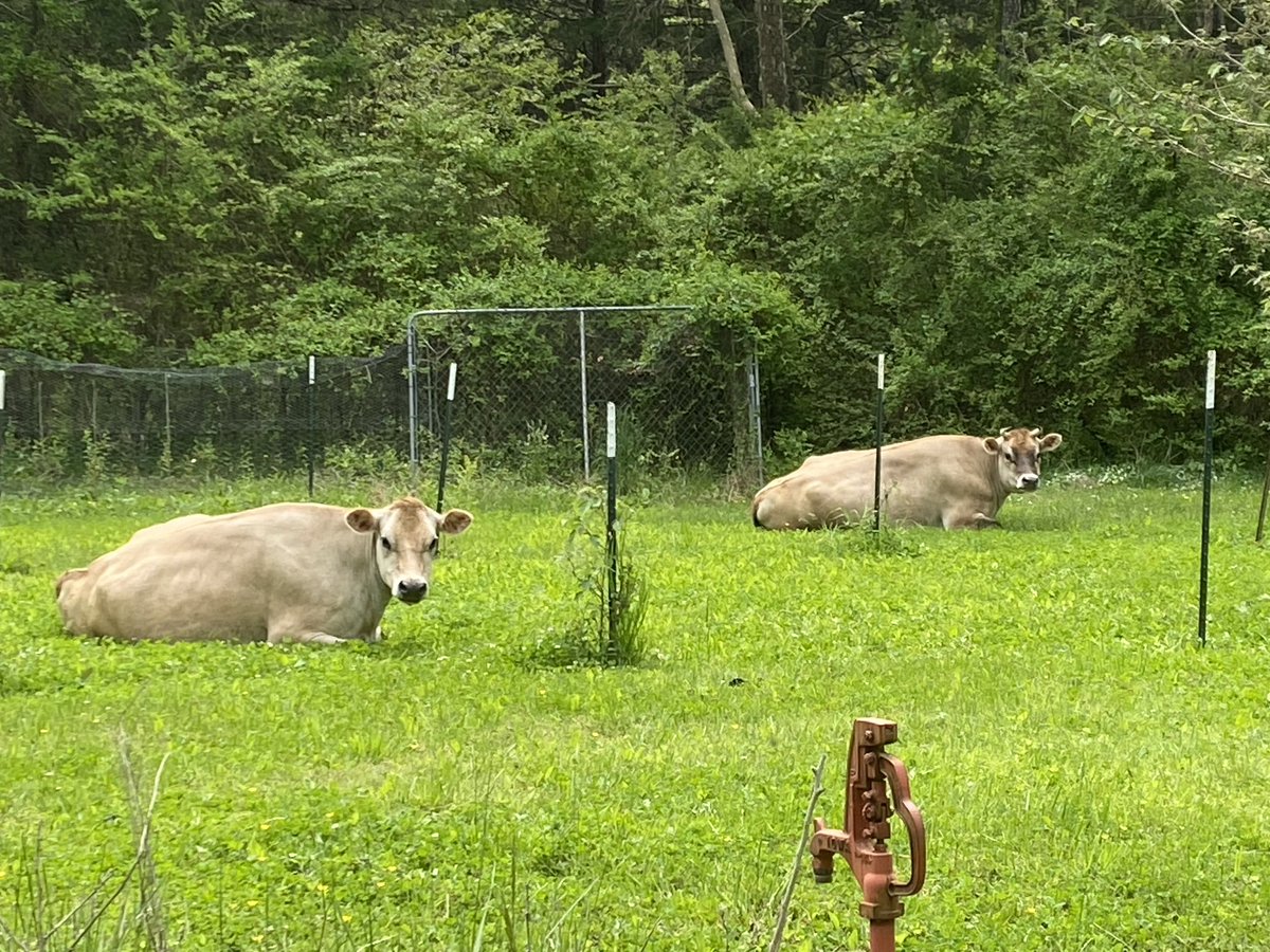 Is there a “finder’s keeper’s” law regarding stray cows in Virginia? These two just showed up in my yard.