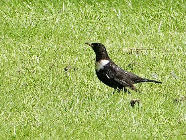 My first ever male Ring Ouzel, bit too far for me to focus, a tripod would have helped, still easy to spot with his white bib. Millers Meadow #Northantsbirds 25/4/24
