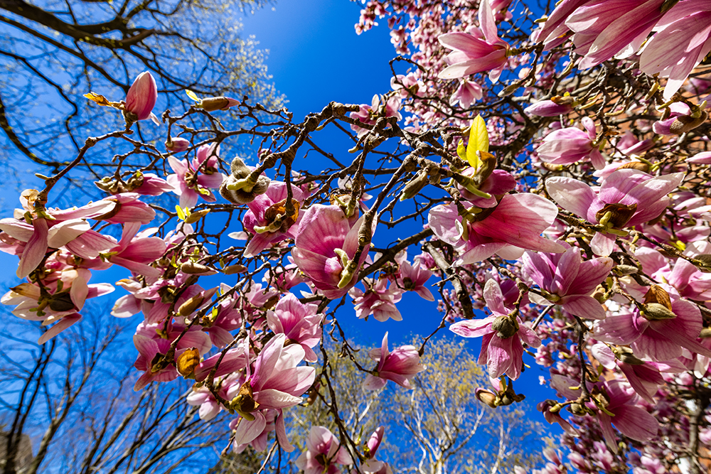 The bright pink blooms of a magnolia tree near #UWM's Mellencamp and Mitchell halls shine against a brilliant sky. Spring has arrived in Milwaukee!